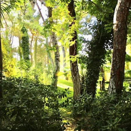 Pine Villas &